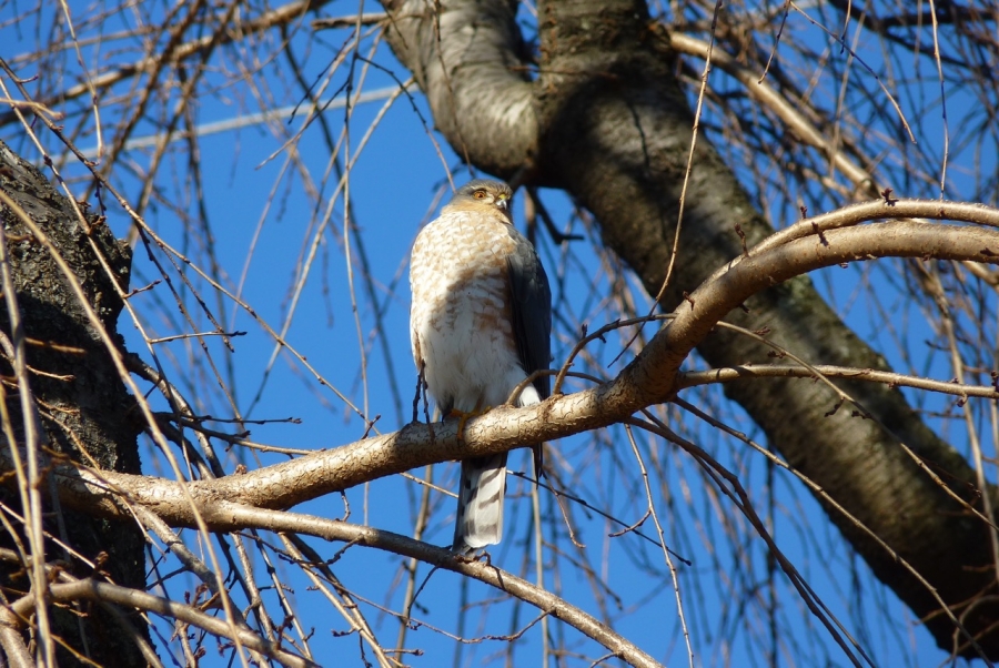 a hawk perches in a tree